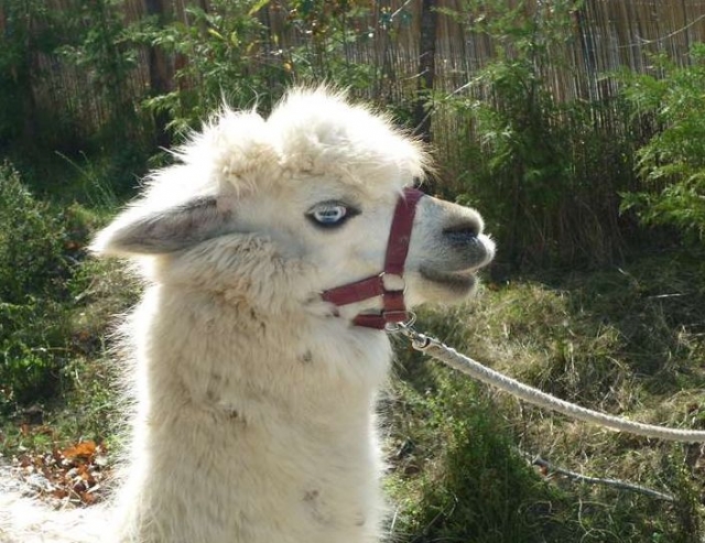  Descubrimiento de animales 